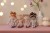 dolls-LD4667-LD4668-LD4665-LD4666-1 - Large.jpg