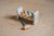 pounding-bench-forest-friends-ld7246-11 - Large.jpg