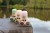 pol_pl_Ki-ET-LA-Okulary-przeciwsloneczne-Lion-0-1-Bubble-Gum-909_5.jpg