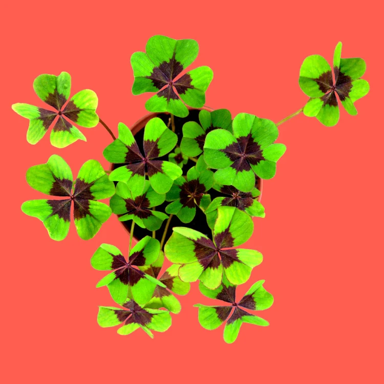 Erst665_203.webp