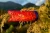 Rzutka-Waboba-Airlyft-Vertical-Waves_5B109915D_1200.webp