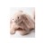 Króliczek Szmatka Przytulanka Pudrowy Róż 27 cm Jellycat
