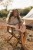 wooden-guitar-pink-safari-friends-LD7471-3 - Large.jpg