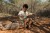 wooden-guitar-green-safari-friends-LD7470-6 - Large.jpg