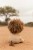 cuddly-lion-yellow-17-cm-LD8359-2 - Large.jpg