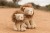 mix-cuddly-lion-LD8359-LD8360-2 - Large.jpg