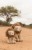 mix-cuddly-lion-LD8359-LD8360-3 - Large.jpg