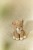 cuddle-lioness-17-cm-LD8357-3 - Large1.jpg
