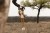 cuddle-dangly-monkey-xl-brown-LD8351-1 - Large1.jpg
