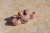 summer-2026-swim-beach-collection-90 - Large.jpg