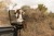 pol_pl_Little-Dutch-Projektor-Lew-Safari-Friends-FSC-6205_14.jpg