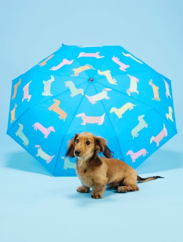 parasolka-kaczka-pieski-dogs-in-blue-original-duckhead (2).webp