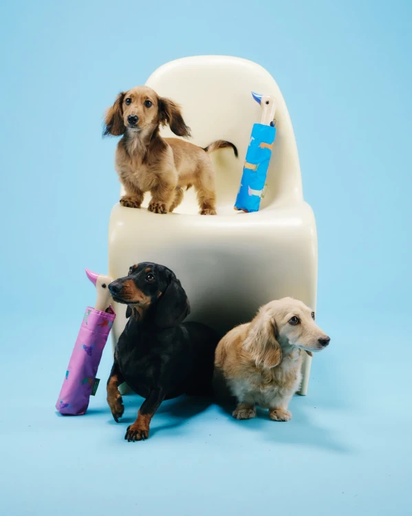 parasolka-kaczka-pieski-dogs-in-blue-original-duckhead (4).webp
