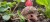 026_hedgehog_3_JPG.jpg