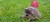 026_hedgehog_5_2_JPG.jpg