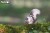 41_chipmunk_02.JPG