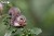41_chipmunk_04.JPG