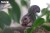 41_chipmunk_05.JPG
