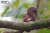 41_chipmunk_06.JPG