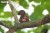 41_chipmunk_07.JPG