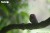 44_owl_03.JPG