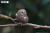 44_owl_07.JPG