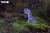 01_bronto_03.JPG