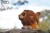 lion_02.JPG