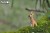 09_giraffe_03.JPG
