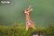 09_giraffe_04.JPG