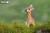 09_giraffe_05.JPG