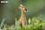 09_giraffe_06.JPG