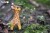 09_giraffe_07.JPG
