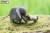 10_elephant_05.JPG
