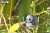 13_panda_04.JPG