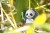 13_panda_05.JPG