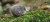 01_kiwi_05_jpg.jpg