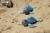 38_turtle_11.JPG