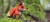 072_redfox_3_JPG.jpg