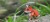 072_redfox_5_JPG.jpg