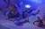 cloud-b-tranquil-whale-blue-family-lampka-z-projekcja-swietlna-i-grzechotka-wieloryb-niebieski_23003_8.jpg