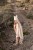 bamboo_towel_rabbit_2_6.jpg
