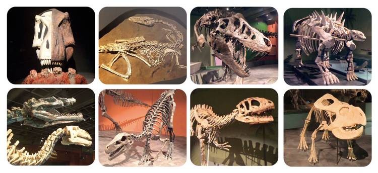 Latarka/Projektor XL DINO z pojemnikiem na tarcze 24 obrazy Scratch