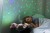 pluszowy-projektor-dla-dzieci-krolik-benny-przyjaciel-do-snu-cloud-b-dream-buddies-_25500_6.jpg