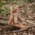 Przytulanka Lisek Forest Friends Little Dutch