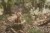 LD9003 - Cuddle Deer - Fairy Garden (2).jpg