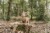 LD9003 - Cuddle Deer - Fairy Garden (3).jpg