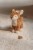 LD9003 - Cuddle Deer - Fairy Garden (7).jpg