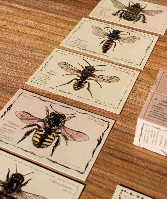 Drewniane Klocki Życie Pszczoły Gatunki Wooden Story