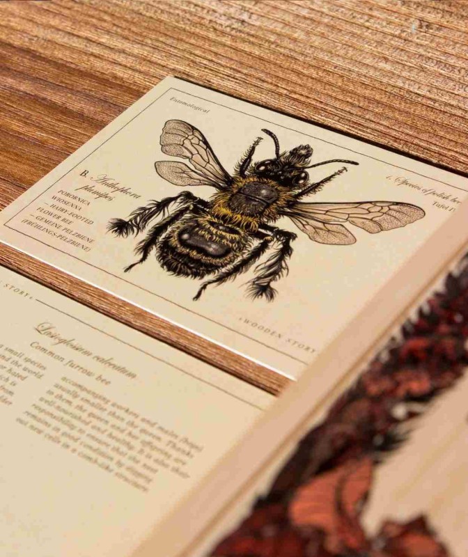 Drewniane Klocki Życie Pszczoły Gatunki Wooden Story